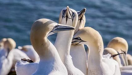 津门虎2-1反超河南！中场断球+快速反击 基莱斯破门打入赛季第8球