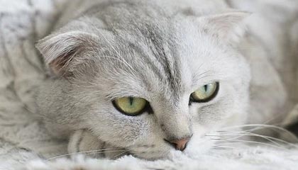 为北京，一起赢！💚💙国安来了 为首钢加油💪💪💪