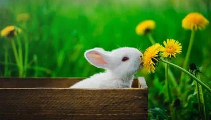 津门虎2-1反超河南！中场断球+快速反击 基莱斯破门打入赛季第8球